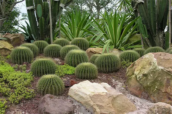 Tamaulipas protege 154 especies de cactáceas nativas