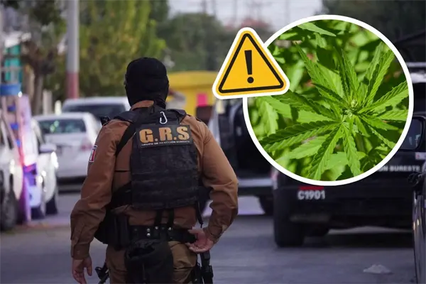 Cateo en colonia Satélite de Saltillo deja decomiso de marihuana y una persona detenida
