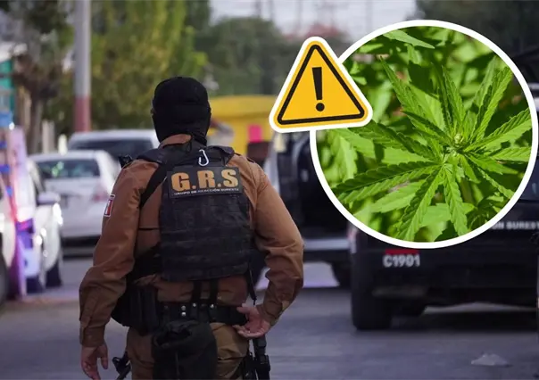 Cateo en colonia Satélite de Saltillo deja decomiso de marihuana y una persona detenida