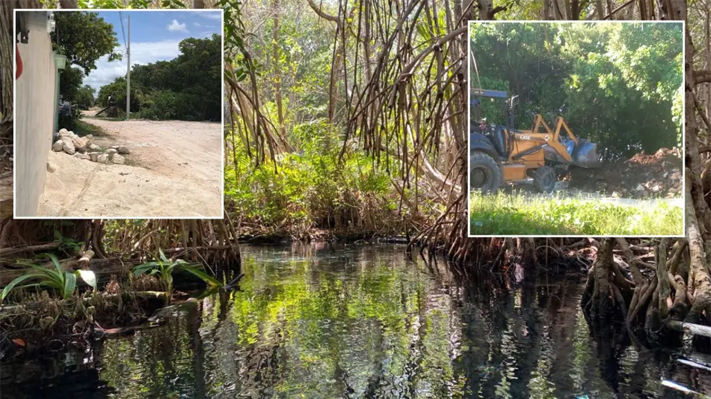 Nuevo caso de ecocidio en Sisal: denuncian destrucción de manglares y relleno ilegal de terrenos
