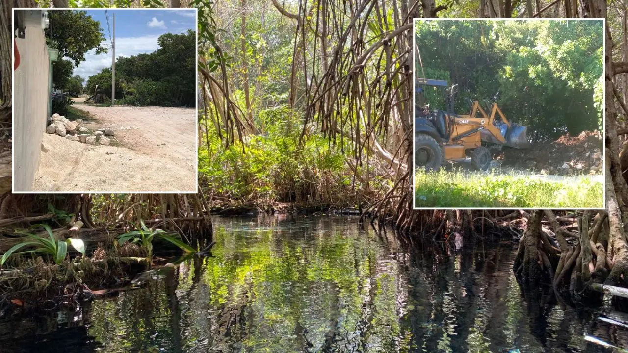 ¿Qué se denuncia en el nuevo ecocidio en Sisal? Foto: Canva | Redes sociales