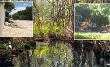Nuevo caso de ecocidio en Sisal: denuncian destrucción de manglares y relleno ilegal de terrenos Nuevo caso de ecocidio en Sisal: denuncian destrucción de manglares y relleno ilegal de terrenos