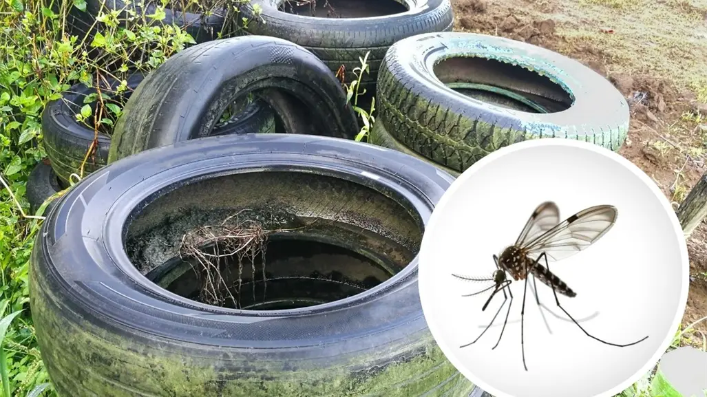 Salud Coahuila advierte aumento de casos y variante hemorrágica de dengue con mayor resistencia