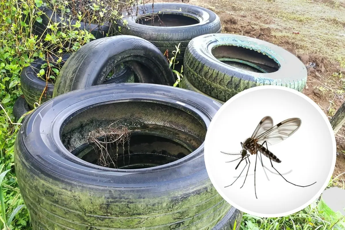 Alertan de mayor resistencia del dengue en Coahuila / Foto: Composición de Canva
