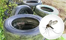 Salud Coahuila advierte aumento de casos y variante hemorrágica de dengue con mayor resistencia