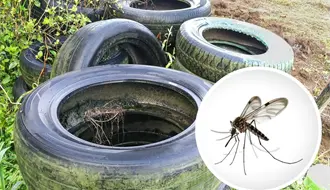 Salud Coahuila advierte aumento de casos y variante hemorrágica de dengue con mayor resistencia