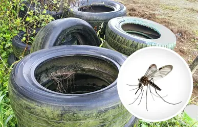 Salud Coahuila advierte aumento de casos y variante hemorrágica de dengue con mayor resistencia