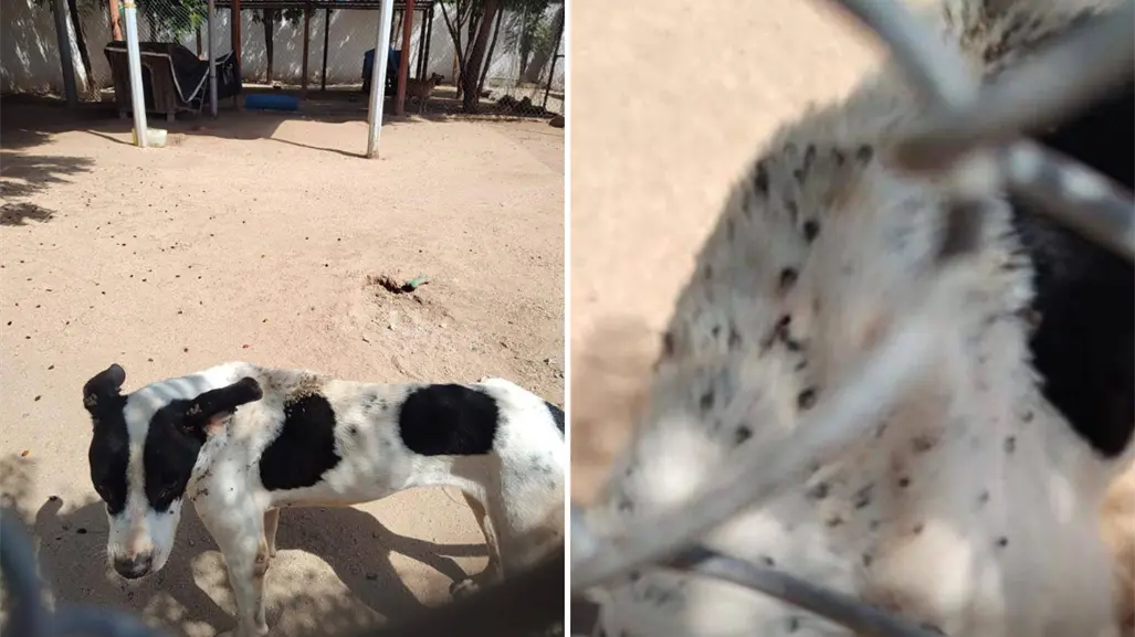 Activistas denuncian infestación de garrapatas y presunto maltrato animal en el CEMAC de La Paz