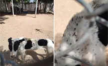 Activistas denuncian infestación de garrapatas y presunto maltrato animal en el CEMAC de La Paz Activistas denuncian infestación de garrapatas y presunto maltrato animal en el CEMAC de La Paz