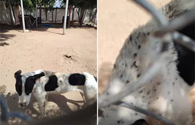 Activistas denuncian infestación de garrapatas y presunto maltrato animal en el CEMAC de La Paz