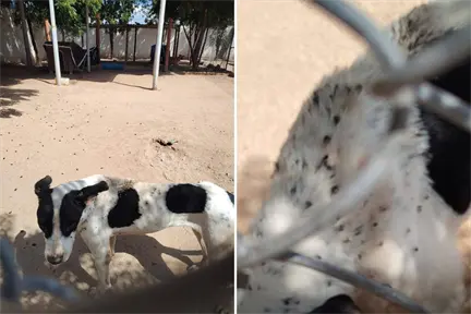 Activistas denuncian infestación de garrapatas y presunto maltrato animal en el CEMAC de La Paz Activistas denuncian infestación de garrapatas y presunto maltrato animal en el CEMAC de La Paz