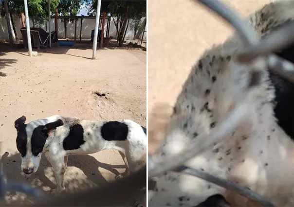 Activistas denuncian infestación de garrapatas y presunto maltrato animal en el CEMAC de La Paz