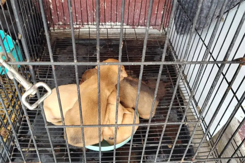 Cachorros en jaula metálica 