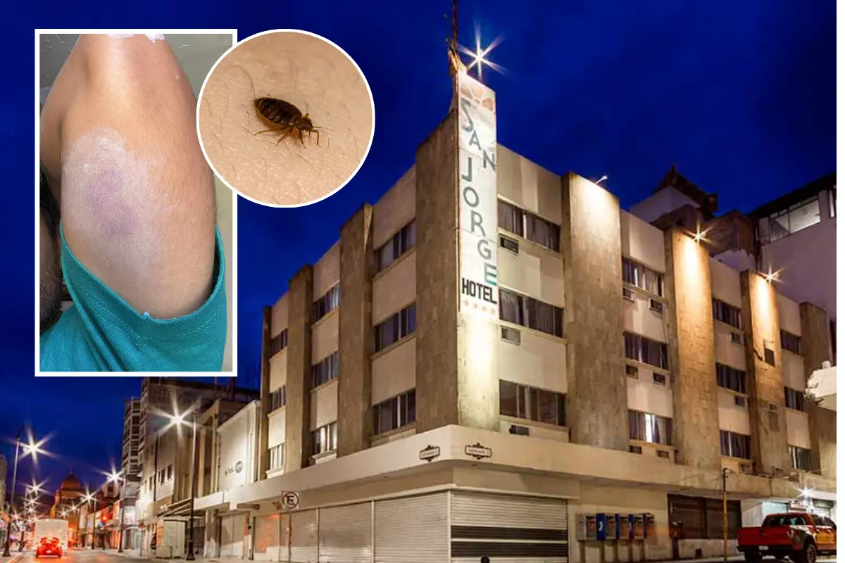 Las chinches de cama son pequeños insectos parásitos que se alimentan de sangre humana, generalmente durante la noche./Foto: Hotel San Jorge/ POSTA Coahuila/ Canva