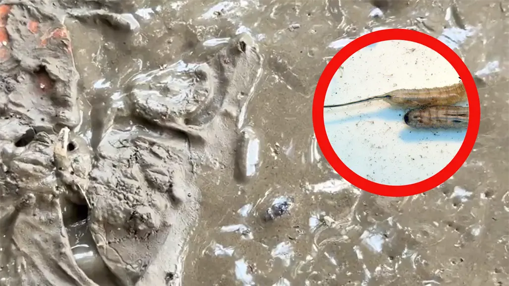 Gusanos cola de rata invaden calles de Poza Rica tras las inundaciones en Veracruz