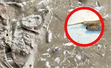 Gusanos cola de rata invaden calles de Poza Rica tras las inundaciones en Veracruz