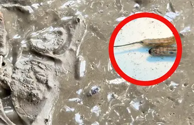 Gusanos cola de rata invaden calles de Poza Rica tras las inundaciones en Veracruz