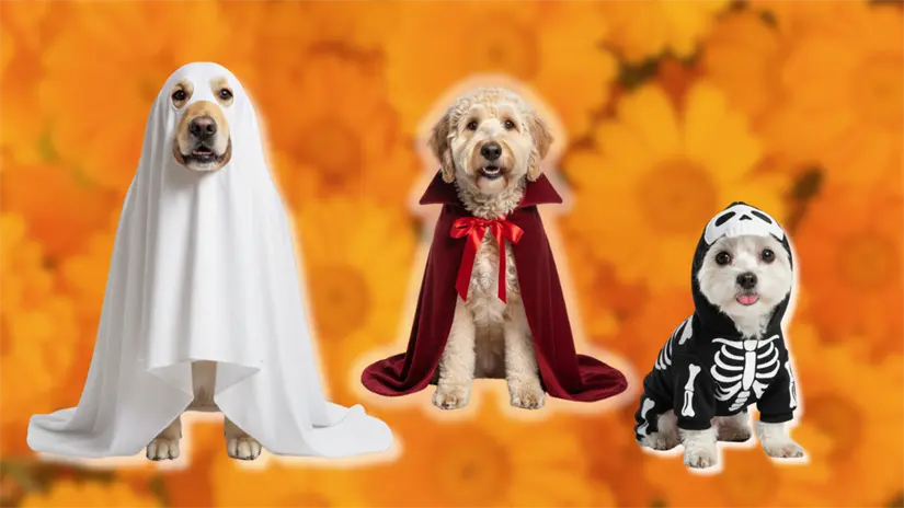 Ideas de disfraces perrunos: Fantasma, vampiro, esqueleto. Al fondo flores naranjas | Foto: Gemini IA | Canva