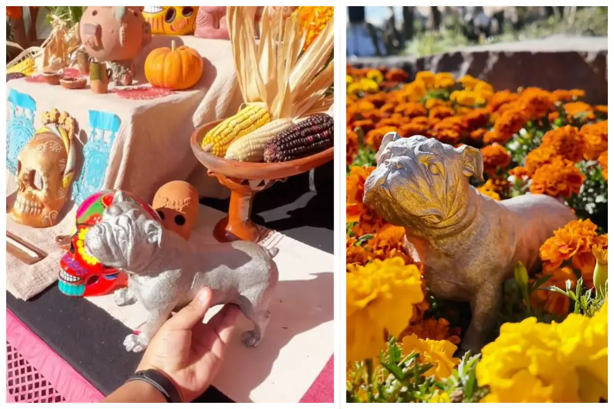 GP México 2025: Honran a Roscoe, mascota de Lewis Hamilton, con altar de Día de Muertos. Foto: Captura de pantalla IG @mexicogp | Canva