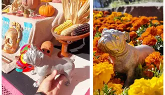 GP México 2025: Honran a Roscoe, mascota de Lewis Hamilton, con altar de Día de Muertos
