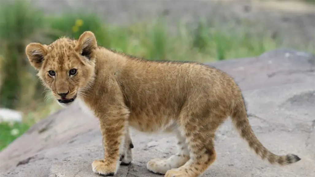 ¡Increíble! Encuentran un león cachorro en un fraccionamiento de Juárez, Nuevo León