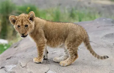 ¡Increíble! Encuentran un león cachorro en un fraccionamiento de Juárez, Nuevo León