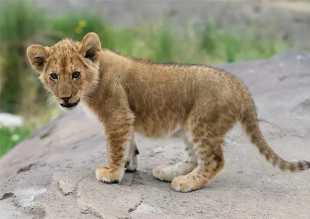 ¡Increíble! Encuentran un león cachorro en un fraccionamiento de Juárez, Nuevo León