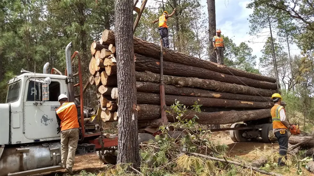 Muere en la sierra de Durango un trabajador forestal; esto le ocurrió