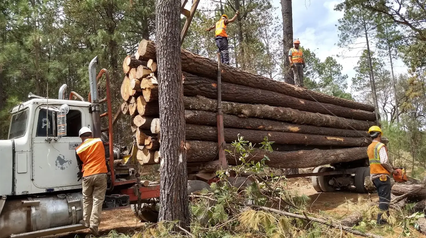En una zona de extracción forestal ocurrió un accidente laboral que dejó sin vida a un trabajador. | Foto: Citlalli Zoé Sánchez.