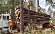 Muere en la sierra de Durango un trabajador forestal; esto le ocurrió