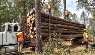 Muere en la sierra de Durango un trabajador forestal; esto le ocurrió