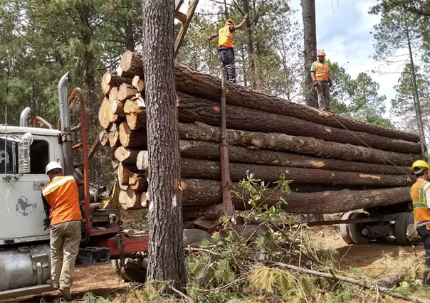 Muere en la sierra de Durango un trabajador forestal; esto le ocurrió