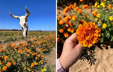 Este será el menú del Festival de Cempasúchil 2025 en Los Planes, BCS