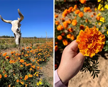 Este será el menú del Festival de Cempasúchil 2025 en Los Planes, BCS