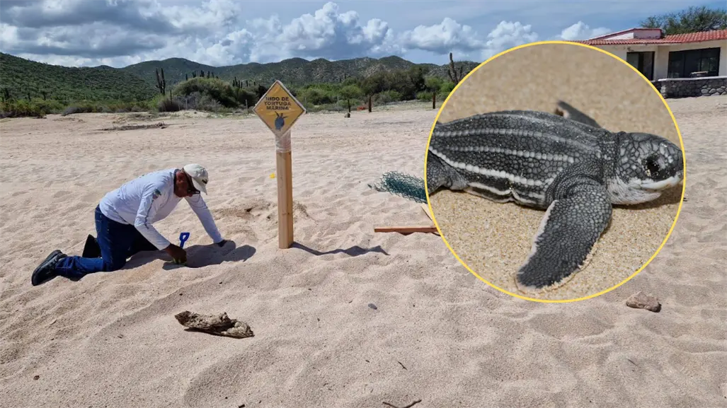 Reportan el primer nido de tortuga Laúd de la temporada 2025-2026 en Baja California Sur