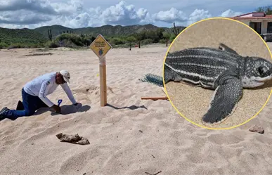 Reportan el primer nido de tortuga Laúd de la temporada 2025-2026 en Baja California Sur