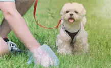 Reglamento de Protección Animal de Guadalupe, esto dice por no recoger los desechos de tu mascota en la calle