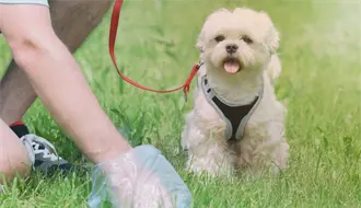 Reglamento de Protección Animal de Guadalupe, esto dice por no recoger los desechos de tu mascota en la calle