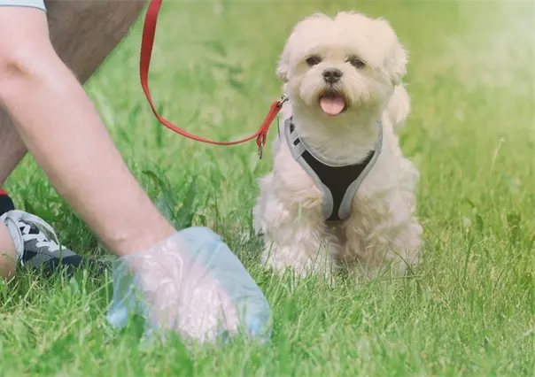 Reglamento de Protección Animal de Guadalupe, esto dice por no recoger los desechos de tu mascota en la calle