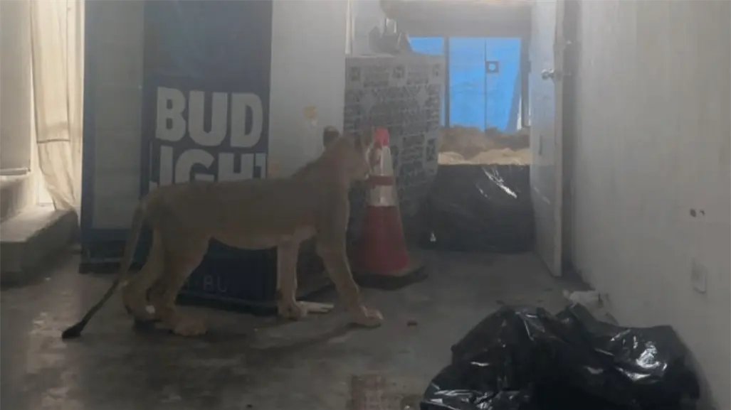 León asegurado en Juárez queda bajo resguardo de Parques y Vida Silvestre de Nuevo León y PROFEPA