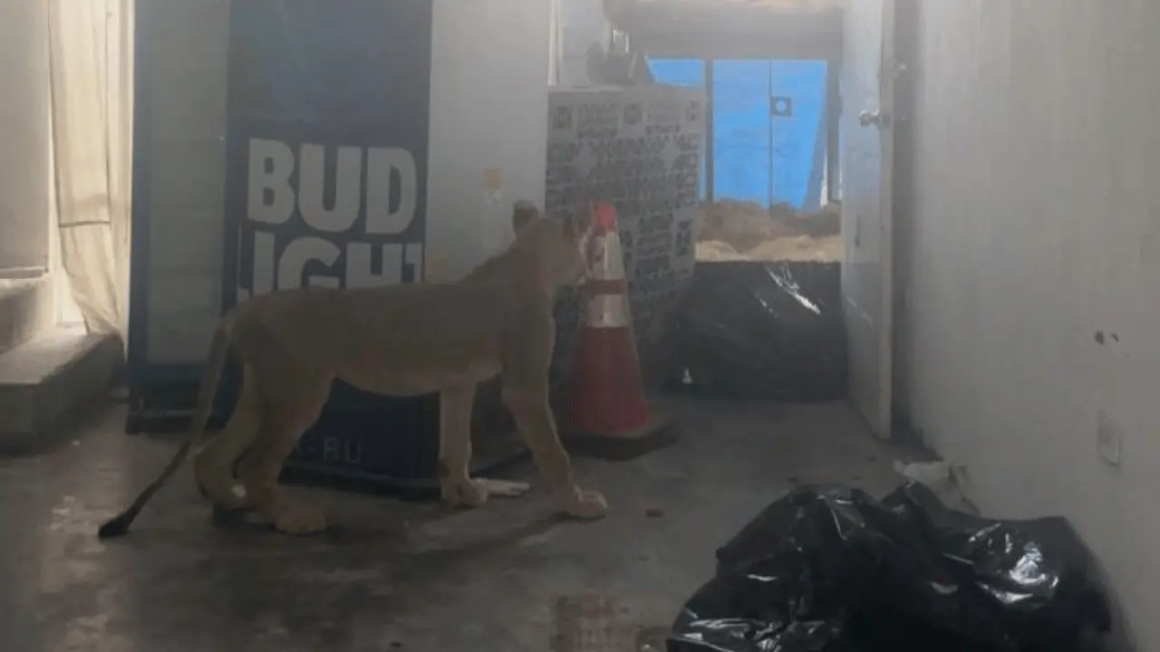 El felino quedó bajo resguardo provisional, en espera de su traslado a una Unidad de Manejo Ambiental (UMA) que dictaminará la PROFEPA.. Foto: Parques y Vida Silvestre.