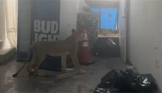 León asegurado en Juárez queda bajo resguardo de Parques y Vida Silvestre de Nuevo León y PROFEPA
