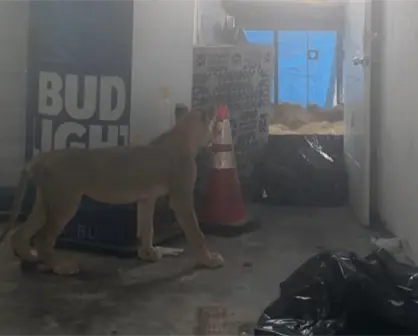 León asegurado en Juárez queda bajo resguardo de Parques y Vida Silvestre de Nuevo León y PROFEPA