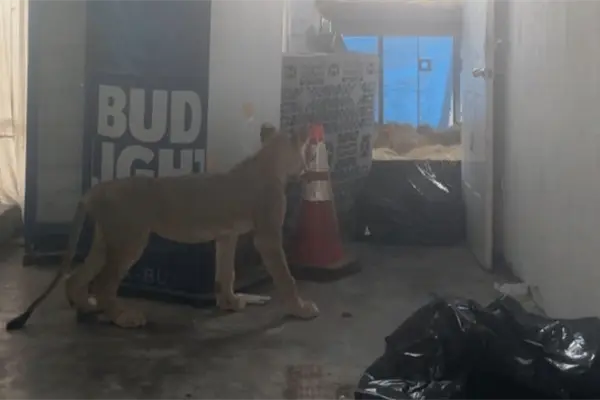 León asegurado en Juárez queda bajo resguardo de Parques y Vida Silvestre de Nuevo León y PROFEPA