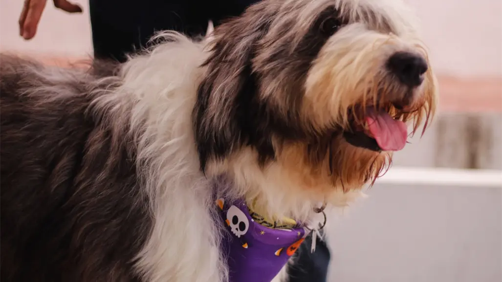 Animalistas de Tamaulipas promueven la adopción de perritos adultos