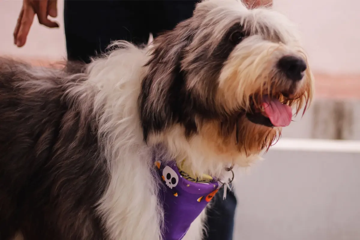 Adopta un perro adulto y dale un nuevo hogar. Foto: Daniel Espinoza