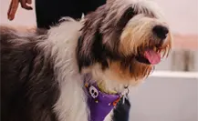 Animalistas de Tamaulipas promueven la adopción de perritos adultos Animalistas de Tamaulipas promueven la adopción de perritos adultos