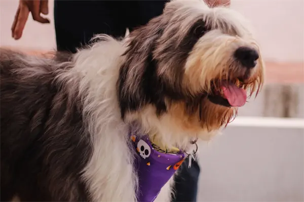 Animalistas de Tamaulipas promueven la adopción de perritos adultos Animalistas de Tamaulipas promueven la adopción de perritos adultos
