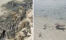 Alertan sobre posible daño ambiental en Playa Pichilingue en La Paz por derrame de residuos