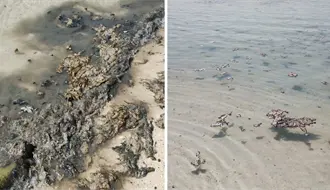Alertan sobre posible daño ambiental en Playa Pichilingue en La Paz por derrame de residuos